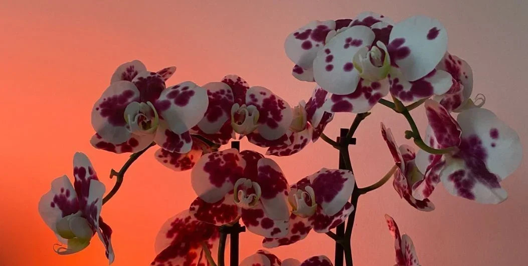 What Does Velvet Orchid Smell Like? Notes, Vibe & Who It Suits